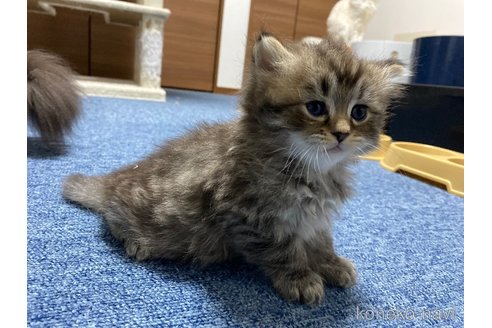 成約済の千葉県のサイベリアン-77441の9枚目